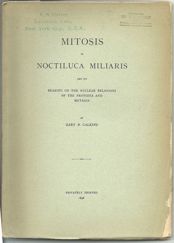 Mitosis in Noctiluca Miliaris and Its Bearing on the Nuclear Relations of the Protoza and Metazoa